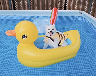 서울이 폼피츠 여아