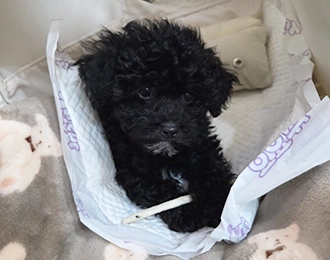 깜돌 토이푸들 남아