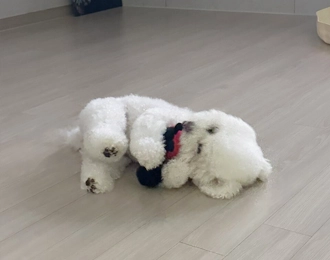 찌부의 입양후기~ㅎㅎ