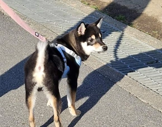 댕린이 태풍이 입양후기